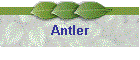 Antler