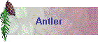 Antler