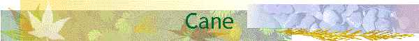 Cane