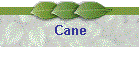 Cane