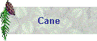 Cane