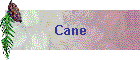 Cane