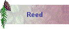 Reed