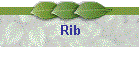 Rib