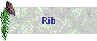 Rib