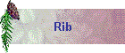 Rib