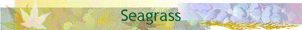 Seagrass