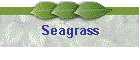 Seagrass