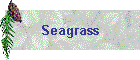 Seagrass