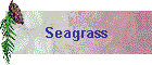 Seagrass